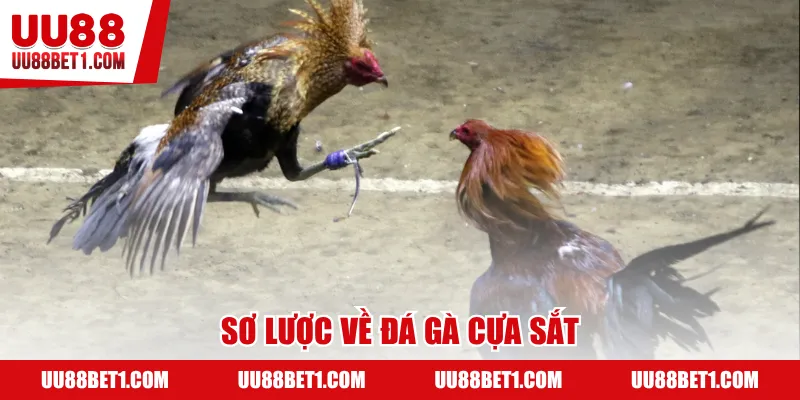 Sơ lược về đá gà cựa sắt